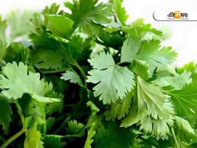 Coriander Leaves: তরকারি থেকে ফুচকা, রোজ ধনেপাতা খেলে কী হবে জানেন?