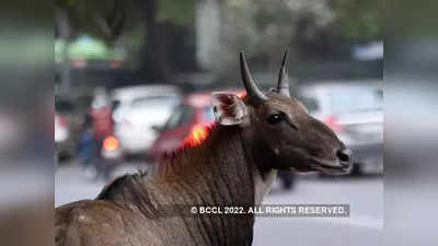 नवीन वर्षात वन्यप्राण्यांसाठी स्वतंत्र उपचार केंद्राची सोय