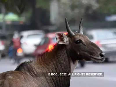 नवीन वर्षात वन्यप्राण्यांसाठी स्वतंत्र उपचार केंद्राची सोय