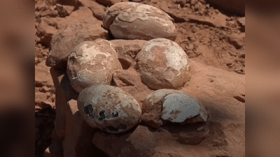 ब्राजील में मिला डायनासोर के 6 करोड़ साल पुराने अंडों से भरा घोसला, वापसी करेगा धरती का राजा ?