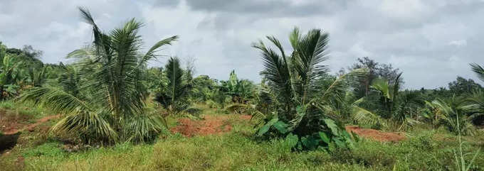 Coconut Plantation