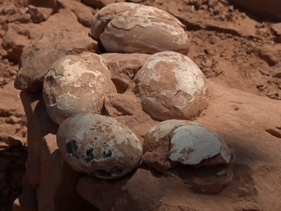 अरे बापरे! ब्राझिलमध्ये आढळली डायनासोरची ६ कोटी वर्षांपूर्वीची अंडी