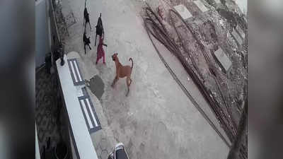 सड़क पर खेल रही बच्ची को पांच कुत्तों ने घेरा, गिराकर कई जगहों पर काटा, सीसीटीवी में दिखा खौफनाक मंजर