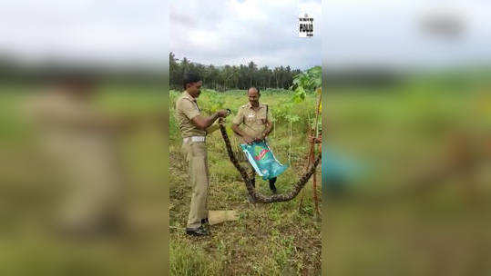 தோட்டத்திற்குள் ஒளிந்திருந்த 10 அடி மலைப்பாம்பு; தீயணைப்புத் துறையினரால் மீட்பு!