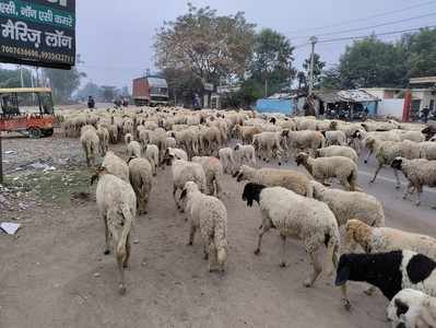 UP News: बुंदेलखंड की सरजमीं में अब रेगिस्तान की भूखी भेड़ों का भरेगा पेट, हजारों भेड़ों को लेकर राजस्थानी गड़रियों ने डेरा जमाया