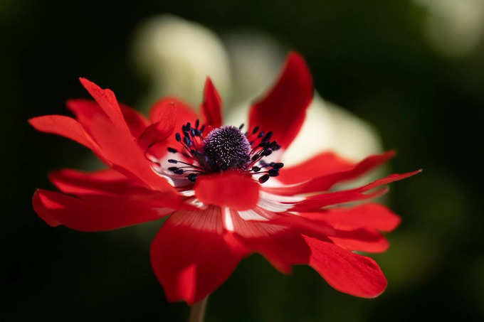 red flower