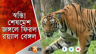 স্বস্তি! শেষমেশ জঙ্গলে ফিরল রয়্যাল বেঙ্গল