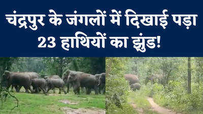 Maharashtra Elephant News: 600 साल पुरानी जड़ों को तलाशने पहुंचे हाथी! चंद्रपुर के जंगलों में था हाथियों का वास
