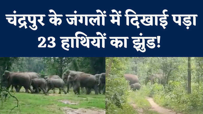 Maharashtra Elephant News: 600 साल पुरानी जड़ों को तलाशने पहुंचे हाथी! चंद्रपुर के जंगलों में था हाथियों का वास