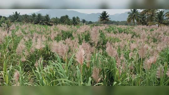 கசக்கும் கரும்பு விவசாயம்...விடியல் தருமா அரசு?