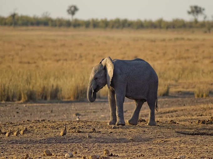 जिम कॉर्बेट नेशनल पार्क, उत्तराखंड - Jim Corbett National Park, Uttarakhand