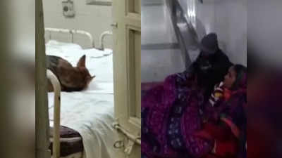 जमीन पर मरीज, बेड पर सोता कुत्ता... ग्वालियर के कमलाराजा अस्पताल का वीडियो वायरल