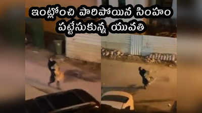 viral video: ఇంట్లోంచి పారిపోయిన సింహం.. పట్టుకున్న యువతి