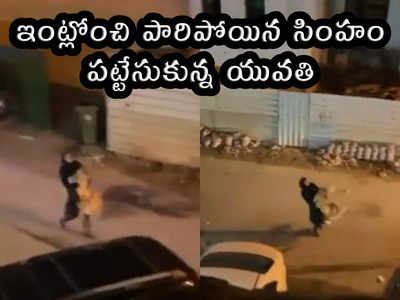 viral video: ఇంట్లోంచి పారిపోయిన సింహం.. పట్టుకున్న యువతి