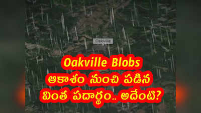 Oakville Blobs: ఆకాశం నుంచి పడిన వింత పదార్థం.. అదేంటి?