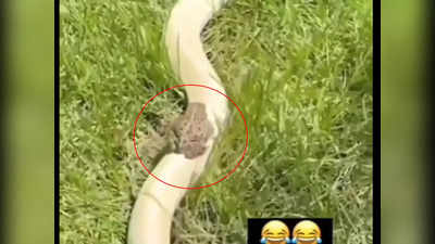 Video: ही दोस्ती तुटायची नाय! पाहा सापाच्या पाठीवर बसून बेडूक निघाला जंगल सफारीवर