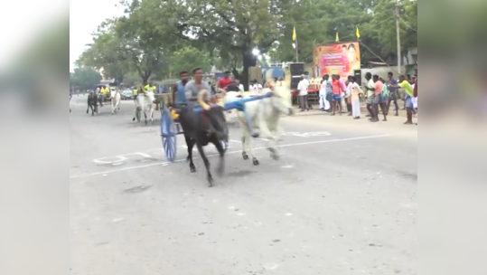 தூத்துக்குடி: மாட்டு வண்டி எல்கை பந்தயம் சீறிப் பாய்ந்த மாடுகள்!