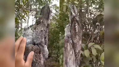 viral video: కర్రపుల్లలా కనిపించే పక్షి... గుర్తుపట్టడం కష్టం
