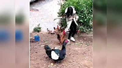 Video: ‘घरात पाय कसा ठेवलास?’ संतापलेल्या बदक आणि कोंबड्यानं महिलेवर केला दुहेरी हल्ला