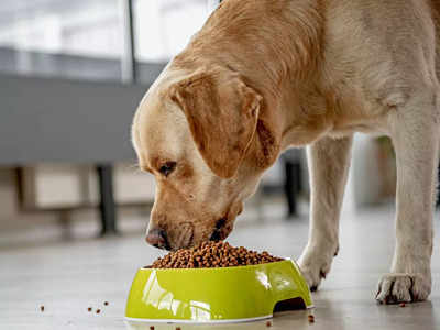 पोषक तत्वों से भरपूर इन फूड को खिलाकर अपने डॉग को बनाएं हेल्दी, देखें ये बढ़िया Dog Foods