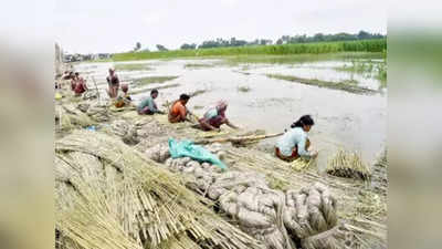 পাটের দাম নিয়ে মোদীকে আর্জি সংগঠনের