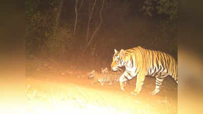 Panna Tiger Reserve: दो शावकों के जन्म से गुलजार हुआ टाइगर रिजर्व, वीडियो में चहलकदमी करते दिखे