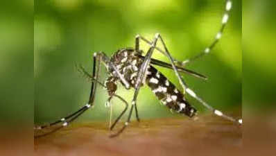 இந்த Mosquito repellent’கள் மூலம் உங்களை 100% கொசுக்களிடமிருந்து பாதுகாக்கலா