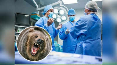 अस्वलाने तरुणाच्या चेहऱ्याचा केला चेंदामेंदा; डॉक्टरांनी ४ तासांत ३०० टाके मारून केला चमत्कार