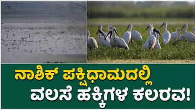 ನಾಶಿಕ್ ಜಿಲ್ಲೆಯ ನಂದೂರ್ ಮಧ್ಮೇಶ್ವರ ಪಕ್ಷಿಧಾಮಕ್ಕೆ ವಿದೇಶಿ ಹಕ್ಕಿಗಳ ಆಗಮನ!