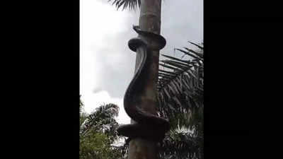 Viral Video: ಹೆಬ್ಬಾವು ಅಡಕೆ ಮರ ಏರುವ ಸ್ಟೈಲ್ ನೋಡಿದ್ದೀರಾ? : ಅಚ್ಚರಿ ಮೂಡಿಸುವ ದೃಶ್ಯವಿದು