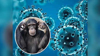 करोनामुळे मानवाच्या पोटी जन्म घेणार चिंपांझी? नव्या Video मुळे उडाली खळबळ