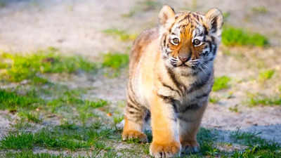 Bihar News : वाल्मीकीनगर टाइगर रिजर्व में बाघ के बच्चे की मौत से हड़कंप, गले और सिर के जख्म दे रहे ये इशारा