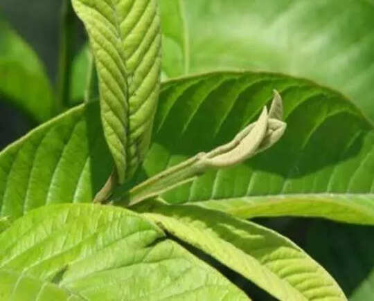 guava leaves for hair, Guava Leaves for Hair Growth: முடி வளர்ச்சியை தூண்டும் கொய்யா இலை, எப்படி யூஸ் பண்ணலாம்? - how to use guava leaves for quick hair growth in tamil - Samayam Tamil guava leaves for hair, Guava Leaves for Hair Growth: முடி வளர்ச்சியை தூண்டும் கொய்யா இலை, எப்படி யூஸ் பண்ணலாம்? - how to use guava leaves for quick hair growth in tamil - Samayam Tamil