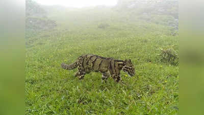 नागालैंड की पहाडियों में देखा गया वो जंगली जानवर जो आजतक वहां नहीं दिखा