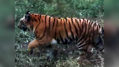 नेपाली बाघिन के प्यार में पागल भारतीय बाघ ने ली शावक की जान, मेटिंग में बना रोड़ा तो बना हैवान