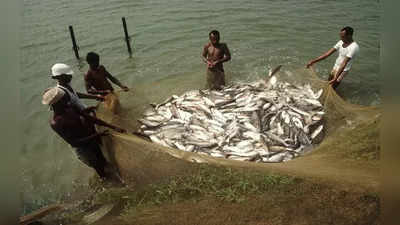 Madhya pardesh : मछली की पैदावार बढ़ाने के लिए सरकार ने बनाया प्‍लान, मछुआरों को मिलेगा क्रडिट कार्ड