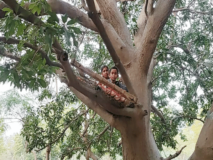 bed on tree