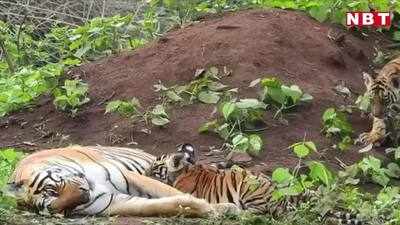 Bihar News : नेपाली बाघिन के इश्क में बिहार के बाघ ने मार दिया बच्चे को, देखिए वीडियो