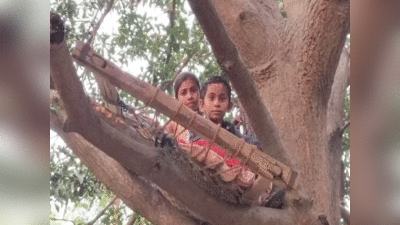 Gujarat news: गुजरात में पेड़ों के ऊपर चारपाई बांधकर दिन-रात गुजार रहे लोग...जानें क्यों है एक सांड का इतना खौफ?