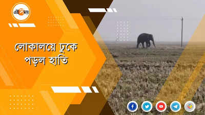 লোকালয়ে ঢুকে পড়ল হাতি