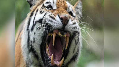 Bareilly News: बाघ के जबड़े से निकाल लाया छोटे भाई का सिर, ऐसे किया पस्त
