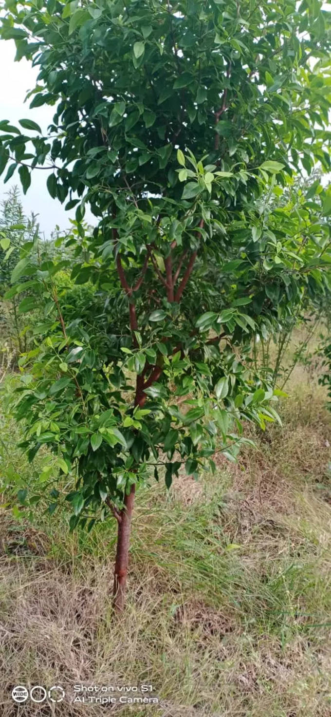 ರಕ್ಷಣೆ ದೊಡ್ಡ ಸವಾಲು