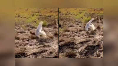 shocking video: पळून पळून पळणार कुठे? पाहा एका पक्षाने केली प्राण्याची शिकार