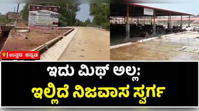 ಮಲೆನಾಡ ಜಲಸಿರಿಗಳ ನಡುವೆ ಇರುವ ಗೋಸ್ವರ್ಗ: ರಾಮ ಚಂದ್ರಾಪುರದ ಮಠದ ಗೋಶಾಲೆಯಲ್ಲಿವೆ 34 ತಳಿಯ ಗೋವುಗಳು