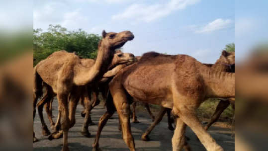 कत्तलीसाठी हैदराबाद येथे जाणाऱ्या ५८ उंटाना जीवनदान,अमरावती ग्रामीण पोलिसांची मोठी कारवाई