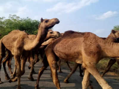 कत्तलीसाठी हैदराबाद येथे जाणाऱ्या ५८ उंटाना जीवनदान,अमरावती ग्रामीण पोलिसांची मोठी कारवाई