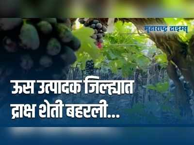 द्राक्ष शेतीतून दहा लाखांचा नफा मिळवणाऱ्या पठारे कुटुंबियांची यशोगाथा