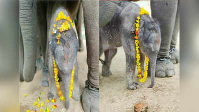 नुकत्याच जन्मलेल्या हत्तीचा नामकरण सोहळा, प्रियांकाने लक्ष्मीला जन्म दिला!