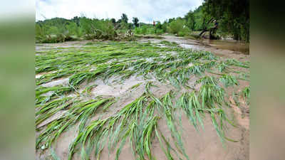 UP Weather Update: बारिश संग ओलों से बिछ गए किसानों के अरमान, CM योगी ने मांगी फसल नुकसान की रिपोर्ट