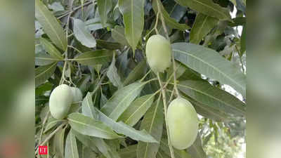Mango Export: इस साल आम के बागवानों की होगी चांदी, जानें क्या हुआ है